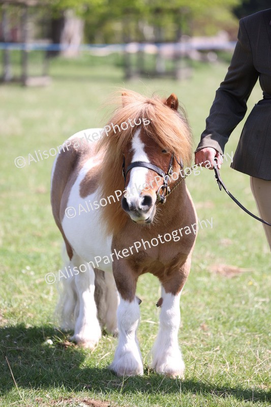 20250427-3029 - Class 27 - Coloured Horse and Pony