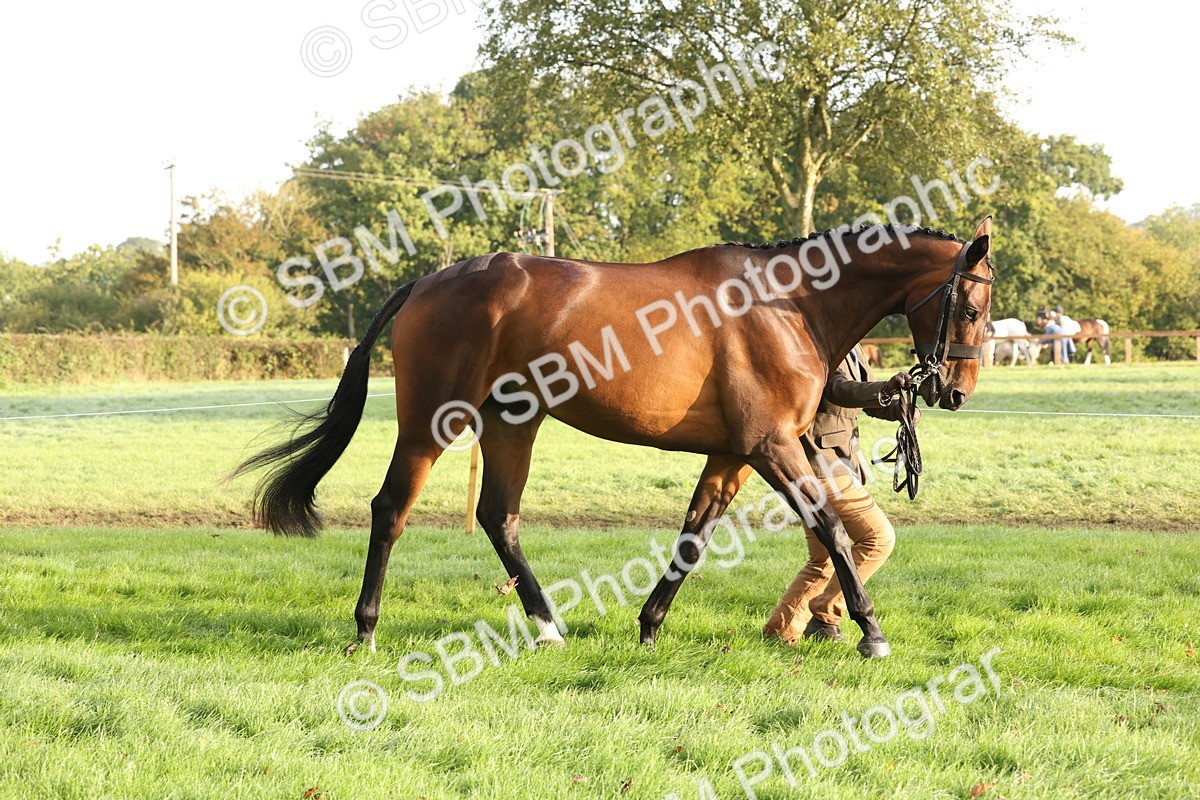 SBM_54946 - S52 - Riding Horse & Hack & thoroughbred In Hand