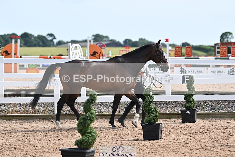 240717A-161500-03382 - Trot Up 4pm to 5pm