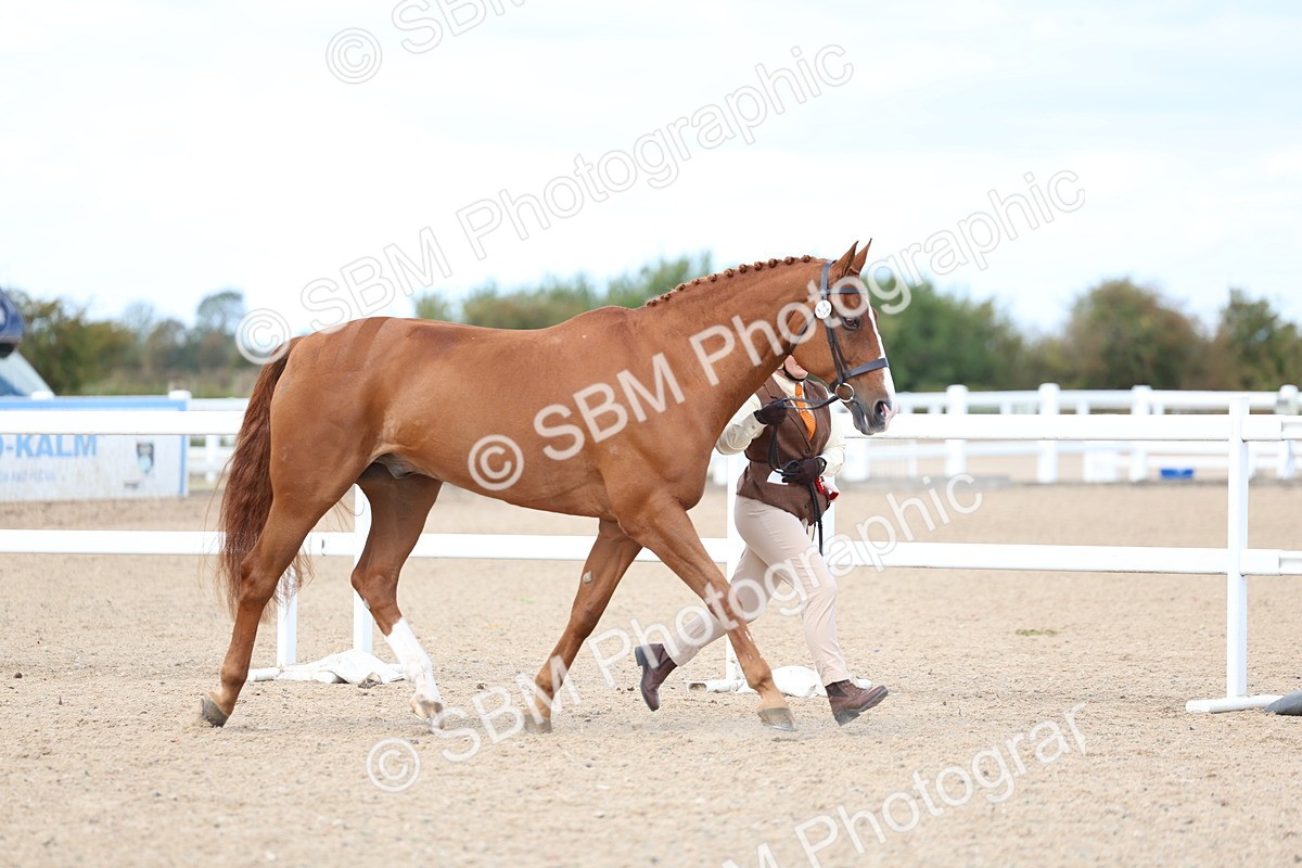 SBM_15448 - Class 312 - IH Competition Horse-Pony