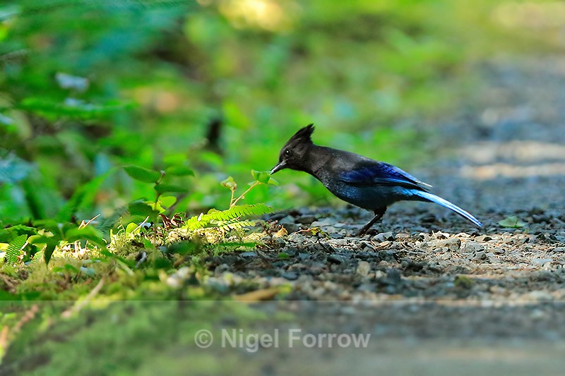 Steller's Jay on the ground, San Josef Bay path, Vancouver Island, Canada - Steller's Jay