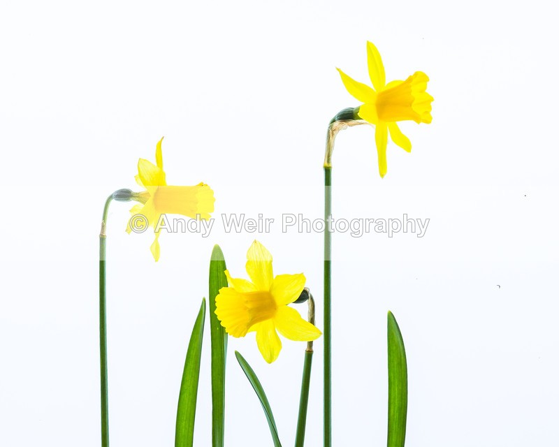 20160409-3K8A3319 - Plants & Flowers