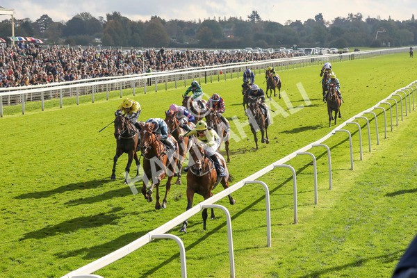121024-Race 2-Bolster-7246 - Race 2 2.05pm Coral Daily Rewards Shaker Handicap