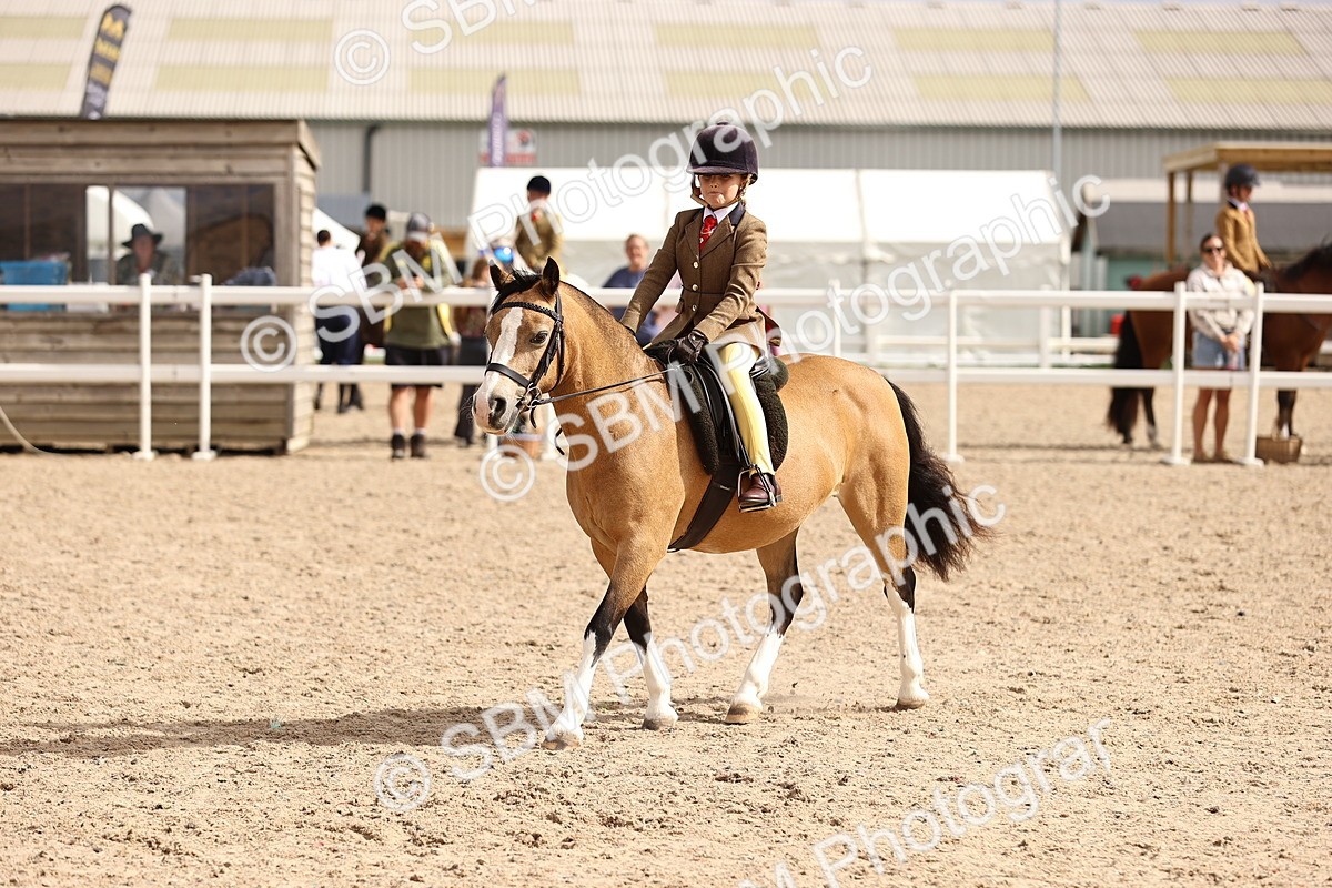 SBM_15957 - Class 416 - Prettiest Mare (IH or Ridden) Jnr