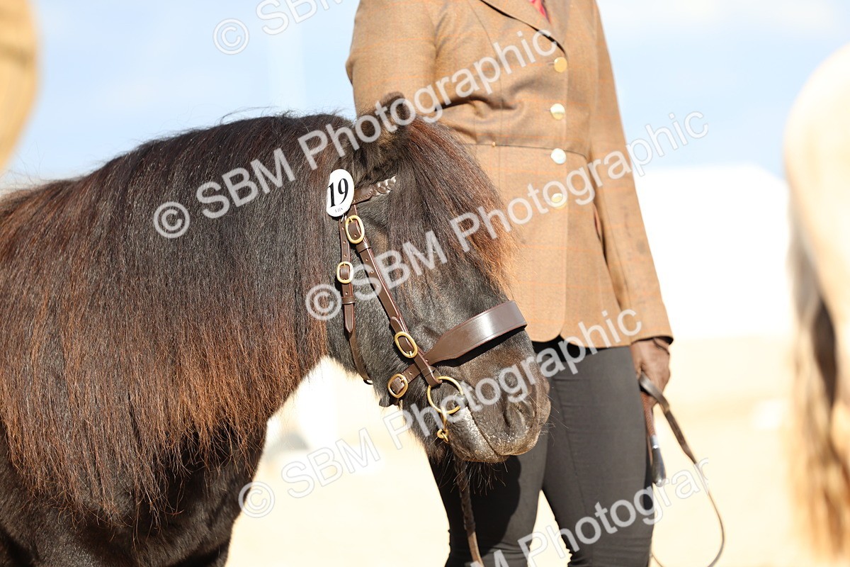 SBM_18773 - Class 317 - IH Pure Bred Horse-Pony