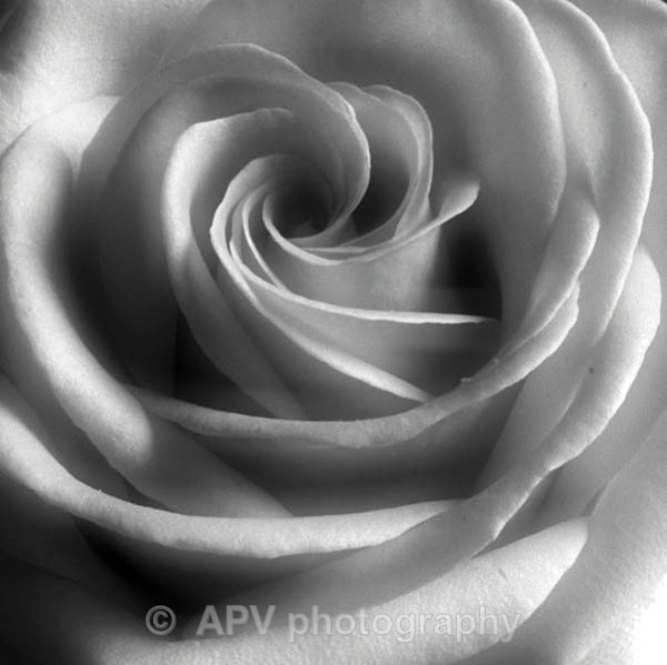 81 - Petals and Leaves