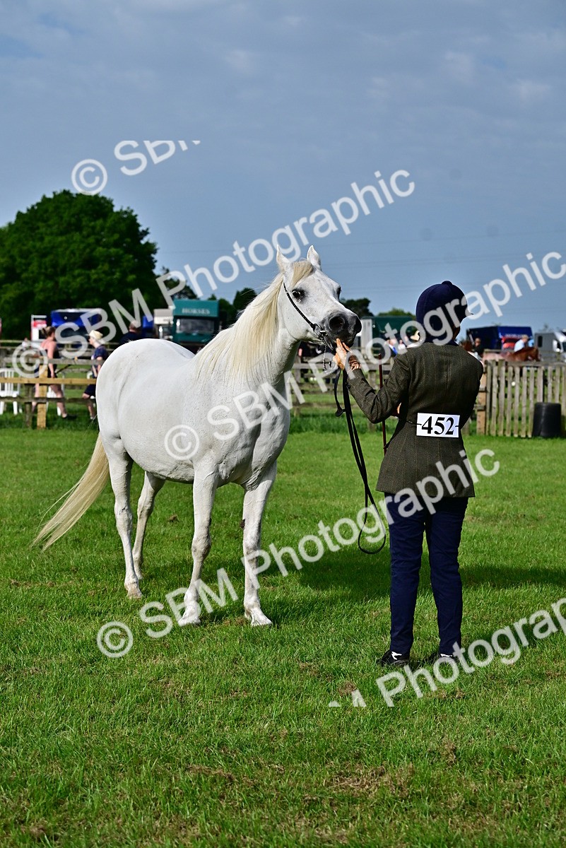 SBM_00005 - Class 46-49 - Arab and Part Bed-Anglo Arab In Hand