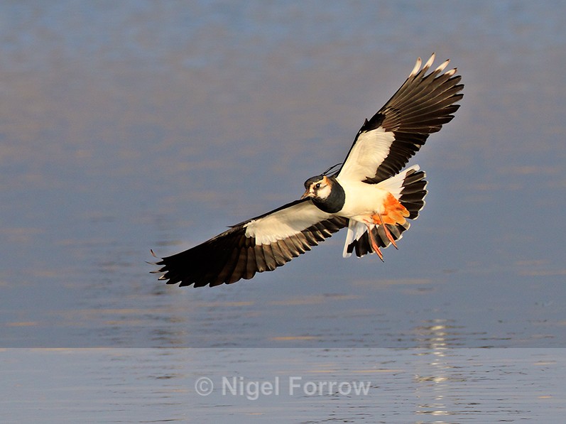 Lapwing about to land in front of the second screen at Otmoor - Lapwing