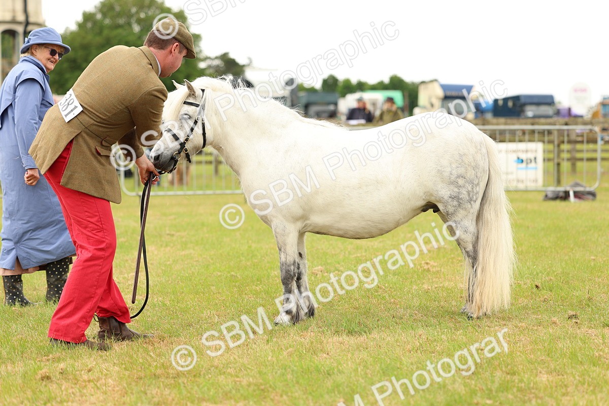 SBM_04366 - Class 64-67 - Shetland Pony In Hand