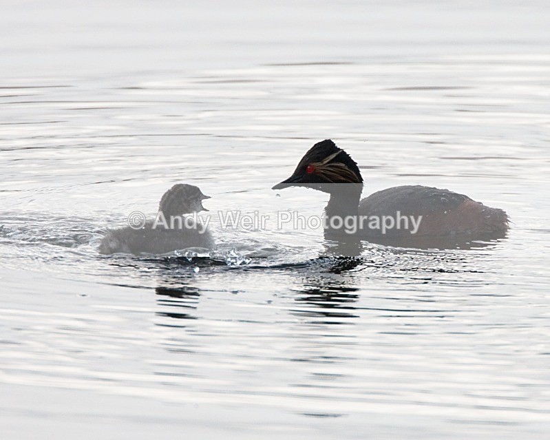 20080604-083 - Black-necked Grebe