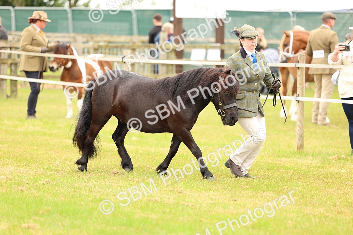 SBM_04325 - Class 64-67 - Shetland Pony In Hand