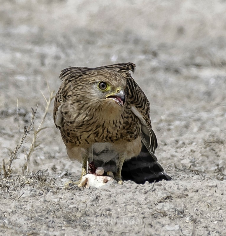 Rock Kestrel eating Agama eggs - Namibia 2022