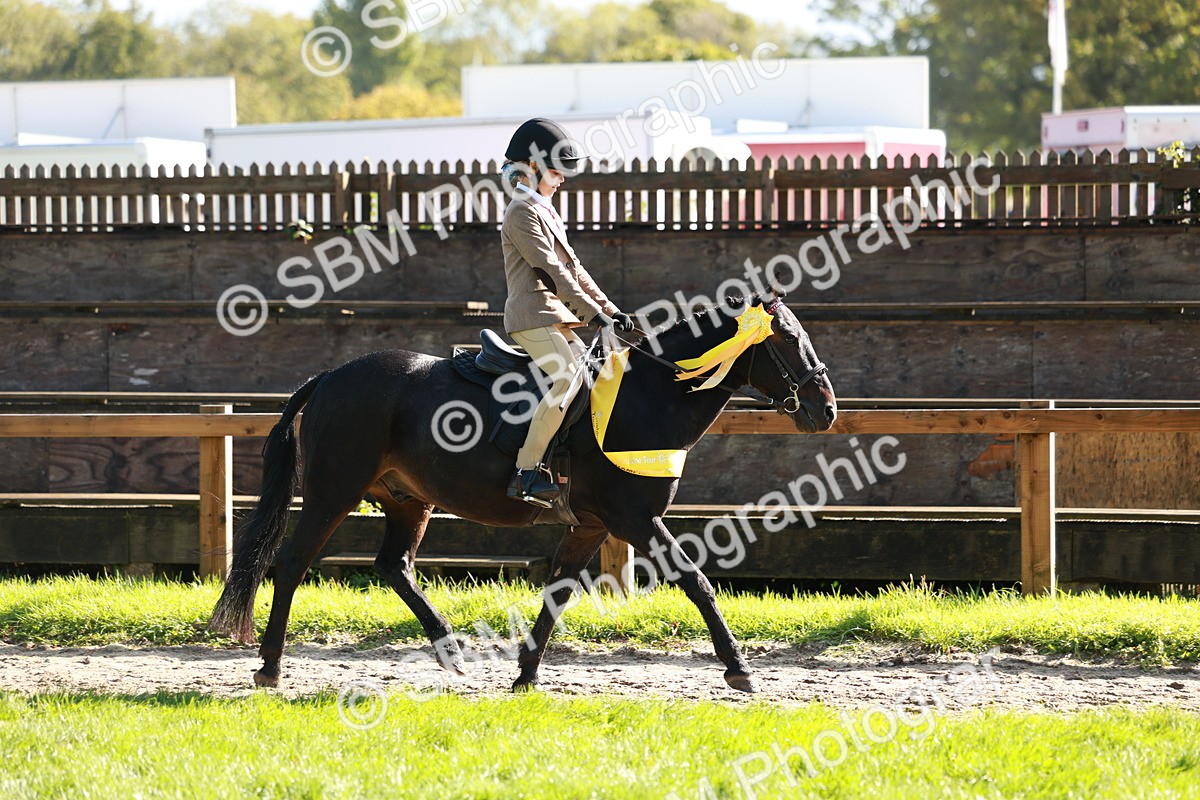 SBM_42102 - S32 - Mountain & Moorland Working Hunter Pony