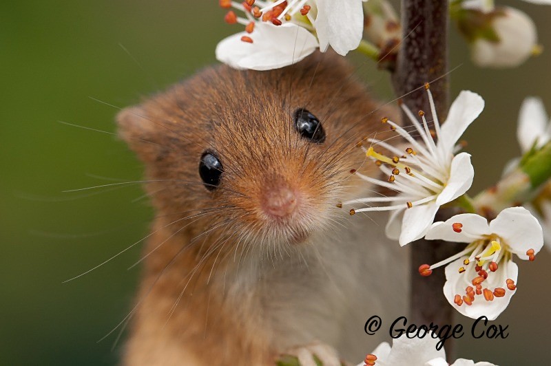 Cute Harvest Mouse