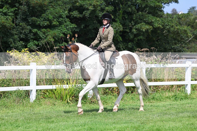 3E7A8676 - Class 5: Working Show Horse