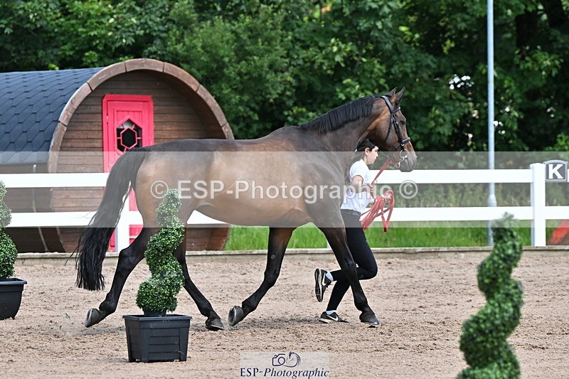 240718A-105250-01223 - Trot Up 12pm to 1pm