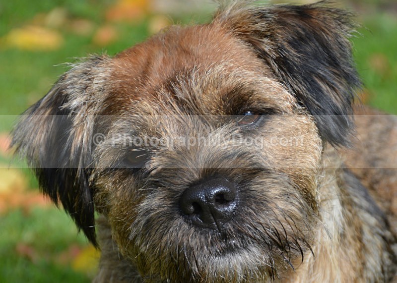  - Border Terriers