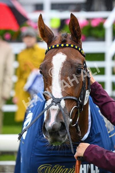 140723-Race 2-Swingalong-0190 - Race 2 2.40pm William Hill Summer Stakes
