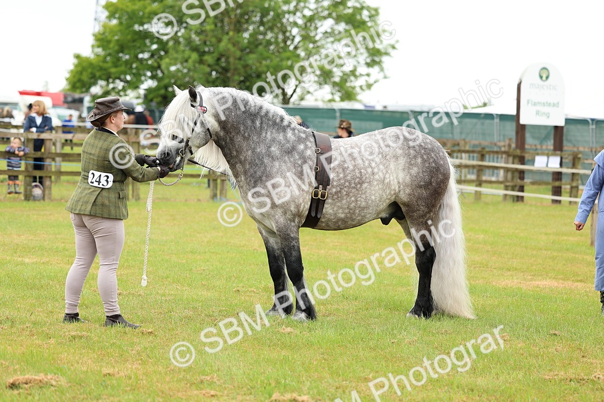 SBM_00541 - Class 58-67 - M&M Non Welsh Pony In hand