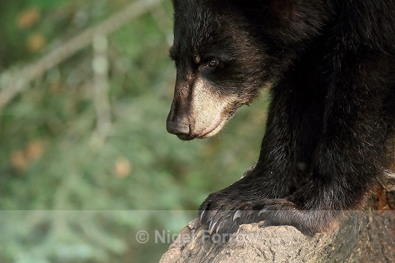 Close view of Black Bear, Minnesota, USA - American Black Bear