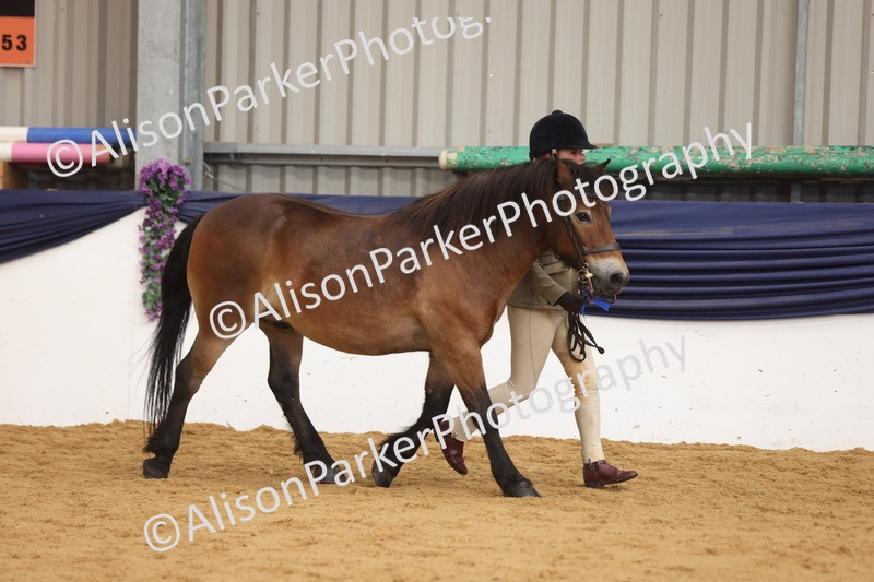 20260913-1743 - Class 115 - Gelding 4years and over