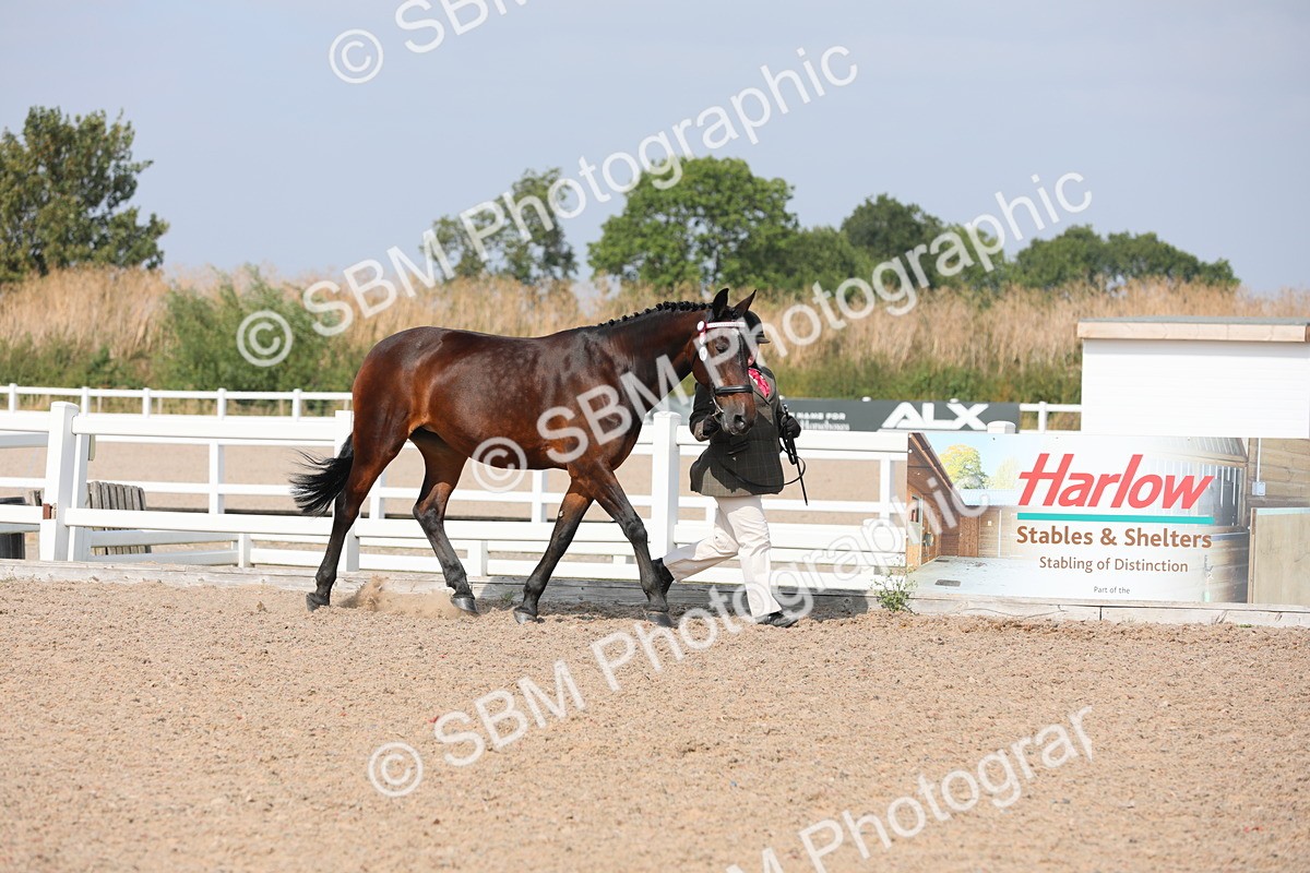 SBM_15685 - Class 312 IH Competition Horse/Pony