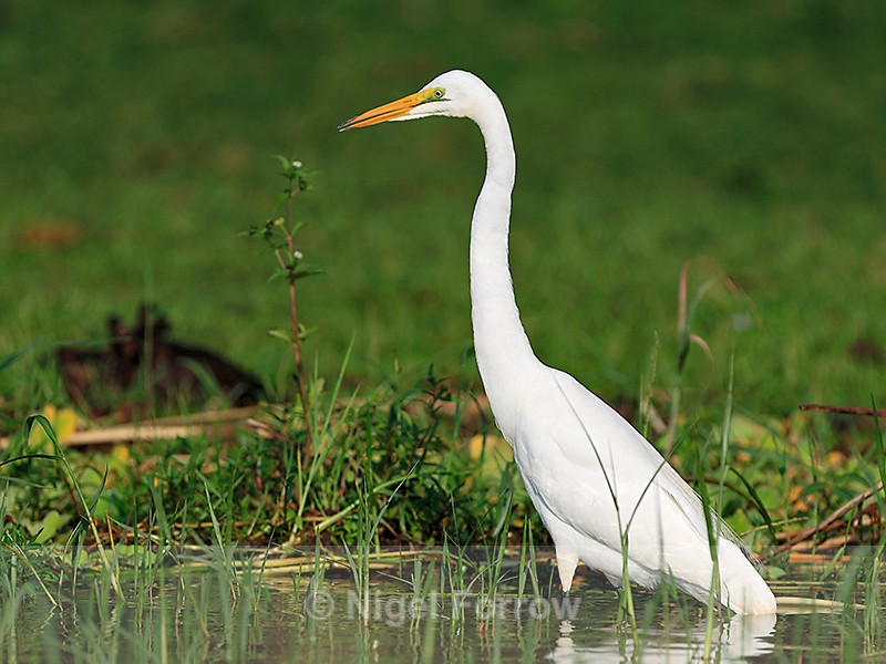 Great White Egret at the edge of the lake - Great White Egret