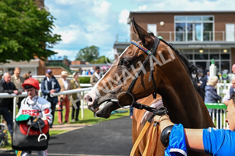 060625-Race 3-Miss Rainbow-4532 - Race 3