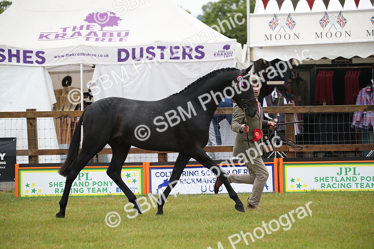 SBM_00101 - Class 17-20 - Arab & Part Bred - Anglo Arab In Hand