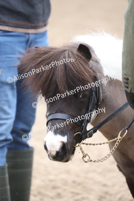 20260504-0121 - Class 9 - Lead Rein Pony