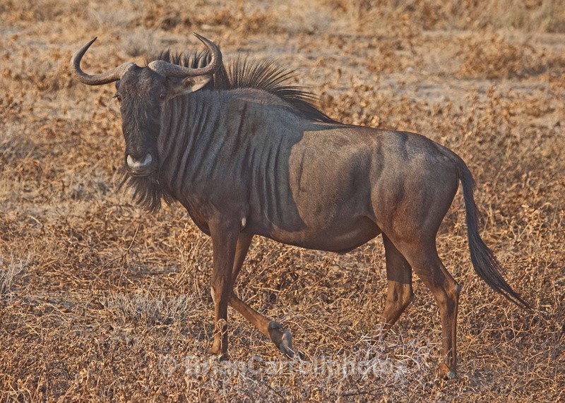 Wilderbeast - African Safari Tour 09 Zambia, Botswana,Namibia & South Africa