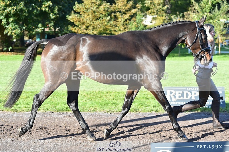 231022-102452-22461 - 435-TIMASSINI-Lana.Bennett-TrotUp+SJ