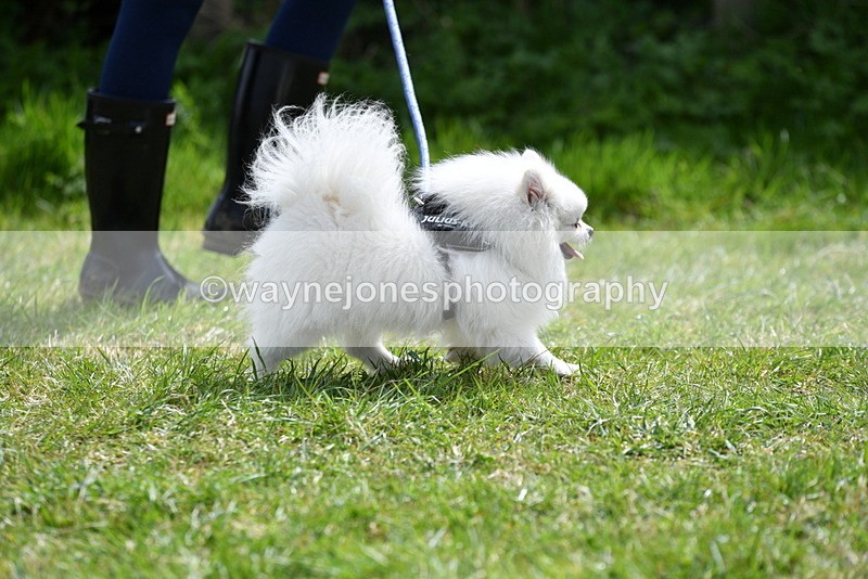 WJ5_9705 - Class 3 Most Handsome Dog