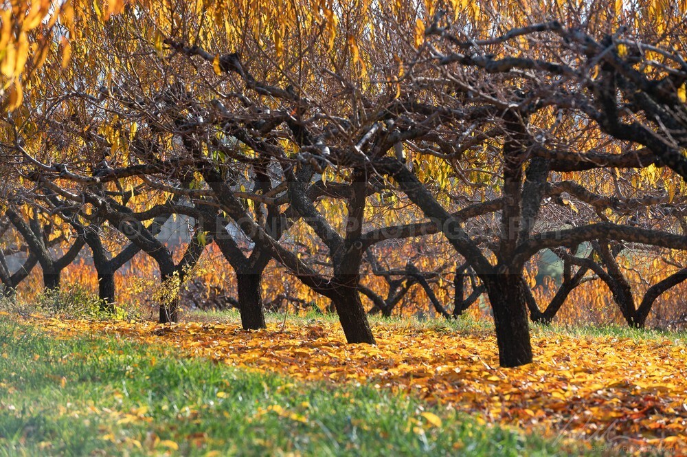DSC_8390 - Autumn