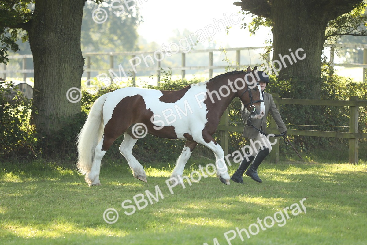 SBM_60835 - S43 - Coloured Pony In Hand