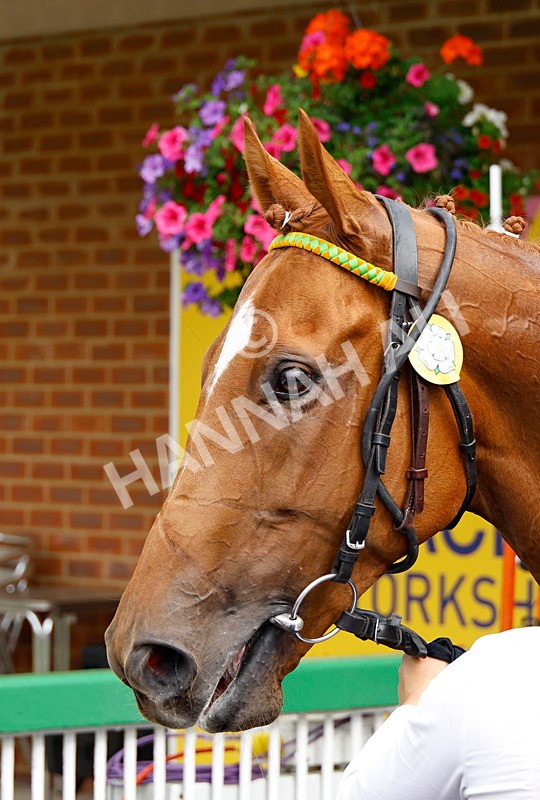 250725-Race 6-Irish Dancer-88912 - Race 6