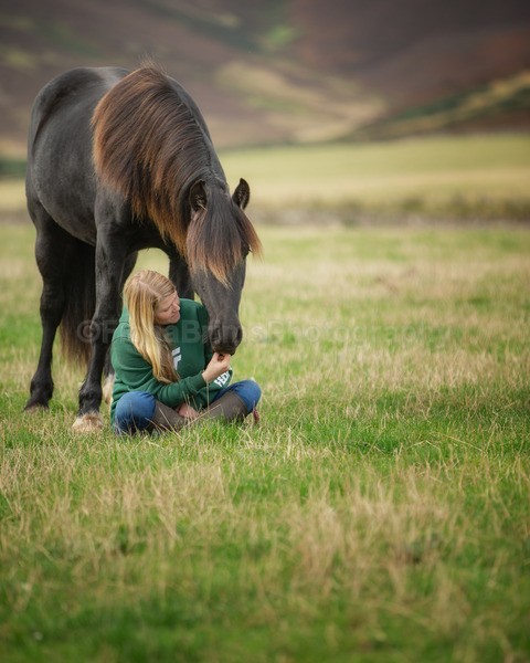 horses-31 - DGClydesdales