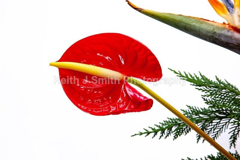 9SKJ2641 - Studio Still Life