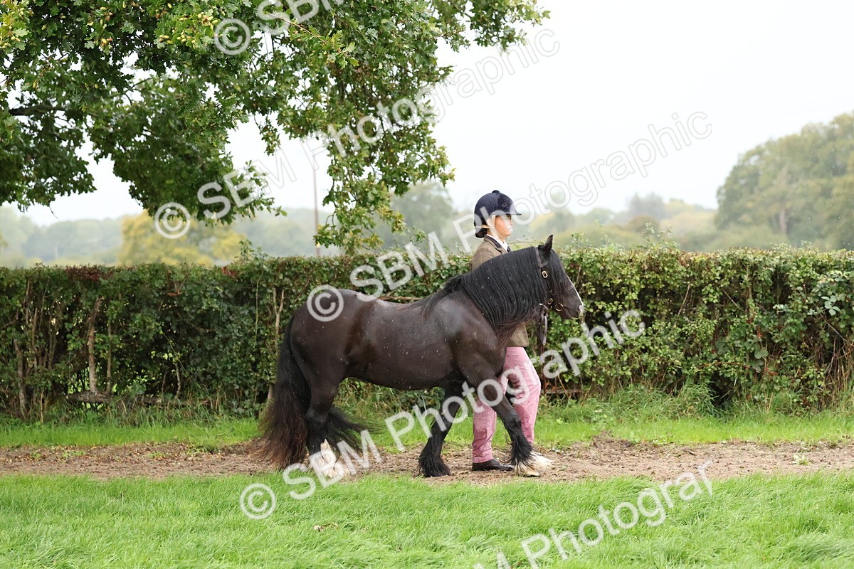 SBM_35248 - S10 - Best In Hand Horse & Pony