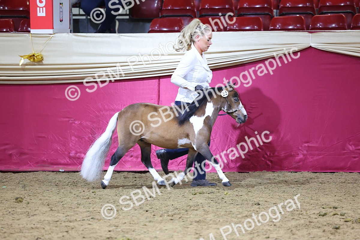 SBM_18676 - Class D IH Pony Champ