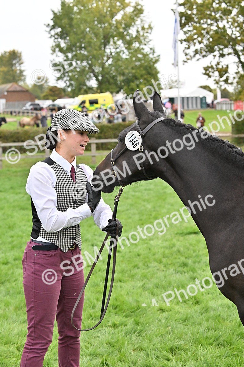 SBM_57568 - S46 - Part Bred Arab & Native Pony In Hand