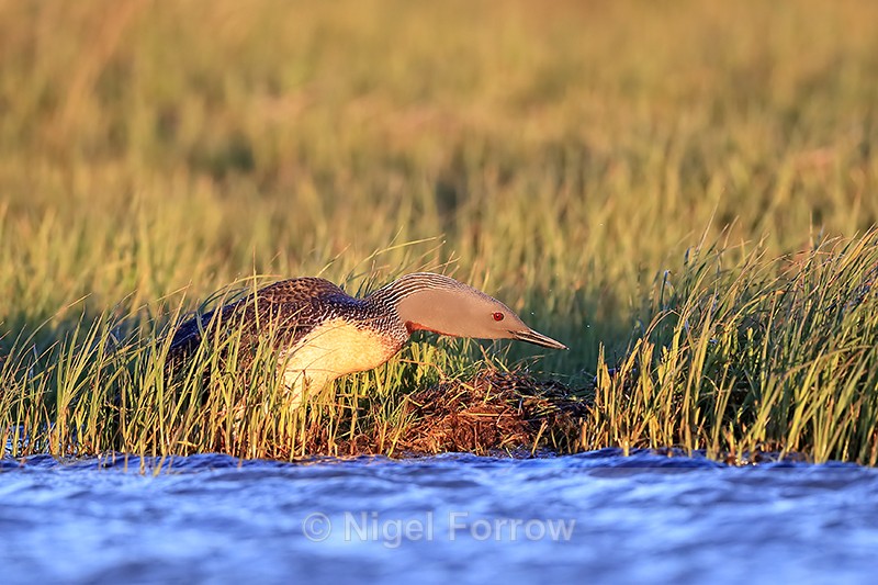 Red-throated Diver checks egg on nest, Floi, Iceland - Red-throated Diver