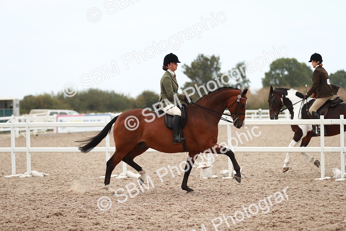 SBM_17650 - Class 215 Ridden Hack/ Riding Horse