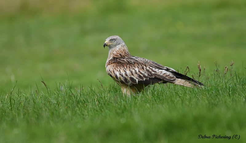 Red Kite - Birds Of Prey