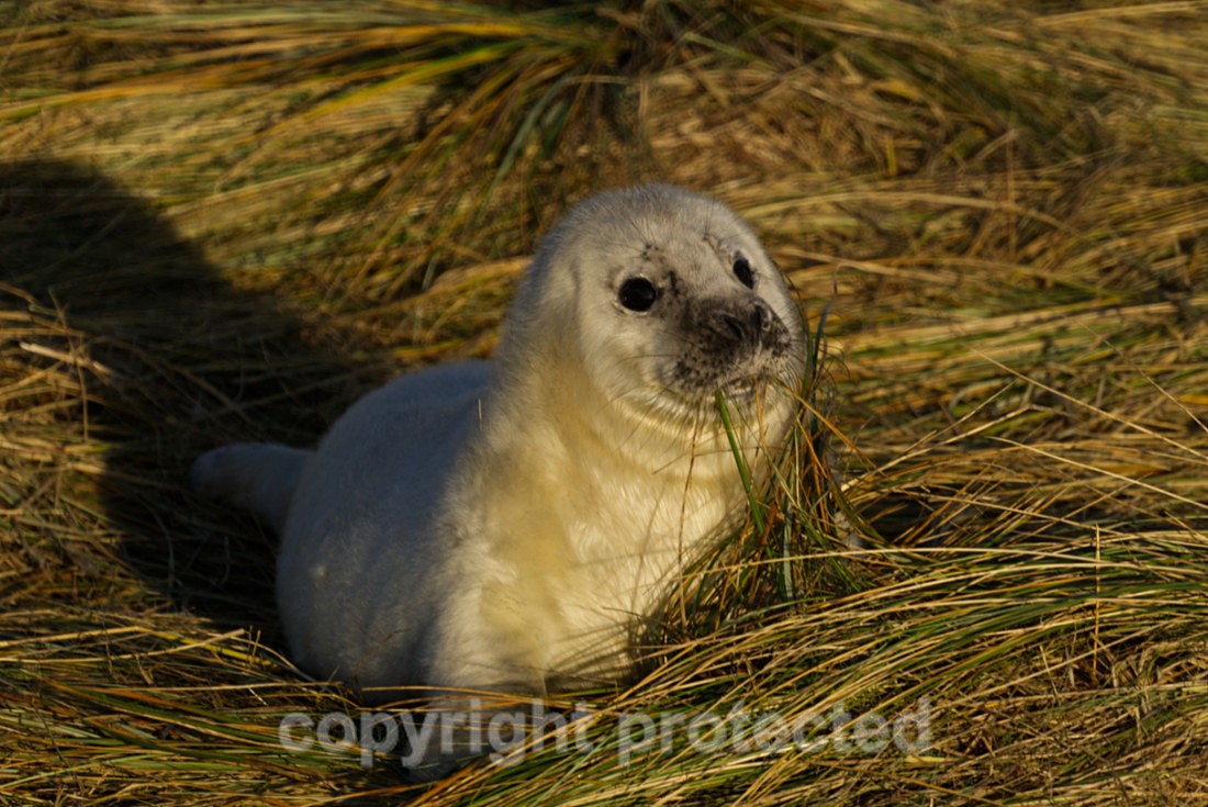 Grey Seal Pup - Norfolk