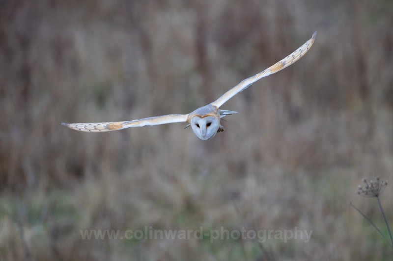 Incoming Barn Owl  ref 8447 - macro and nature.