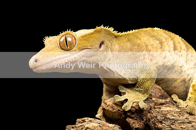 20140325-3K8A9352 - Lizards