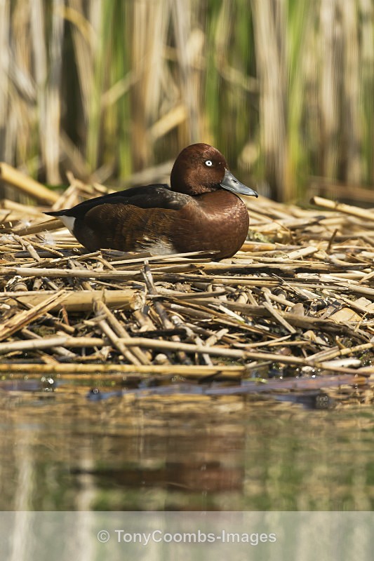 Ferruginous Duck  (m) - Pygmy Cormorant Hide