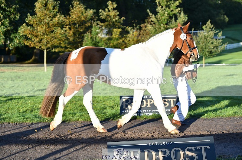 231022-085956-21497 - 638-I.FOUND.NEMO-Jacky.Jones-TrotUp+SJ