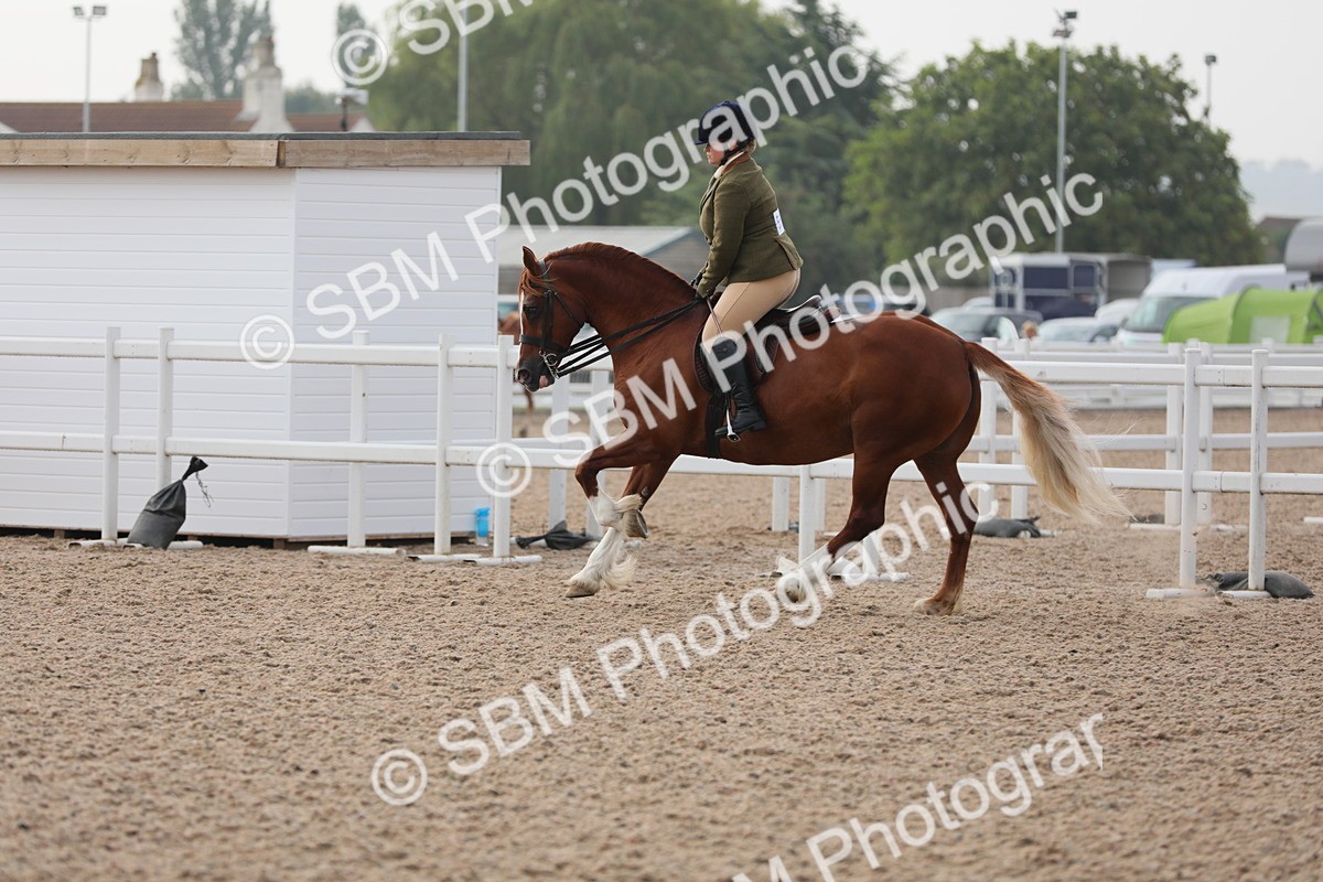 SBM_10069 - Class 302 Ridden M&M -Large Breeds